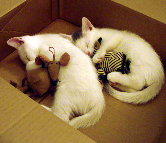 FB体育下载-《Valorant年度盛事,冠军席位火热角逐》,valorant比赛