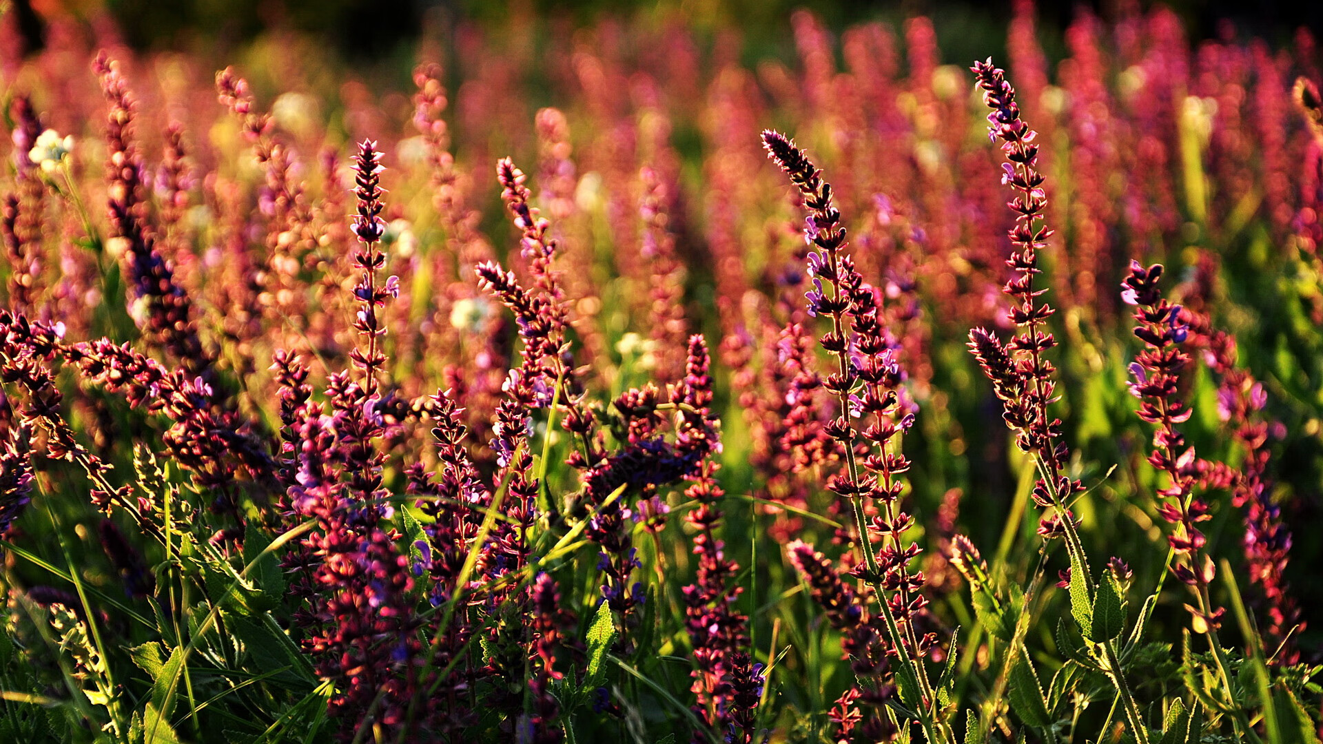 FB体育注册网址-凯尔特人青年军平均得分超90分,联盟之最,凯尔特人青训