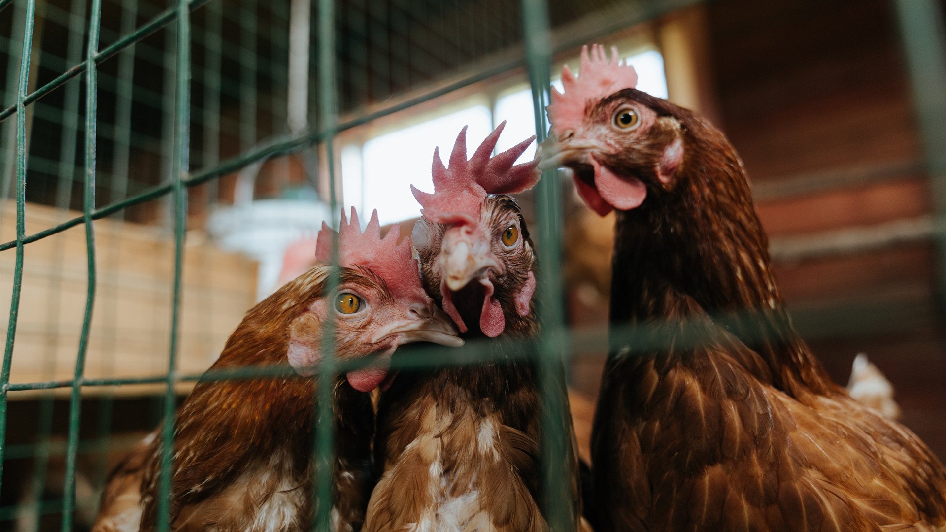 FB体育APP-冯唐式：写实明星成长的NBA故事，冯唐名人名言