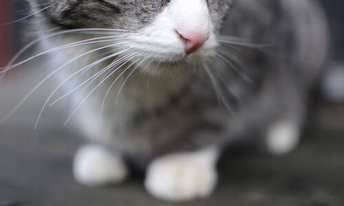 FB体育官方网站-国家马术队引进顶尖教练,力争奥运奖牌,国家马术队引进顶尖教练,力争奥运奖牌的是谁