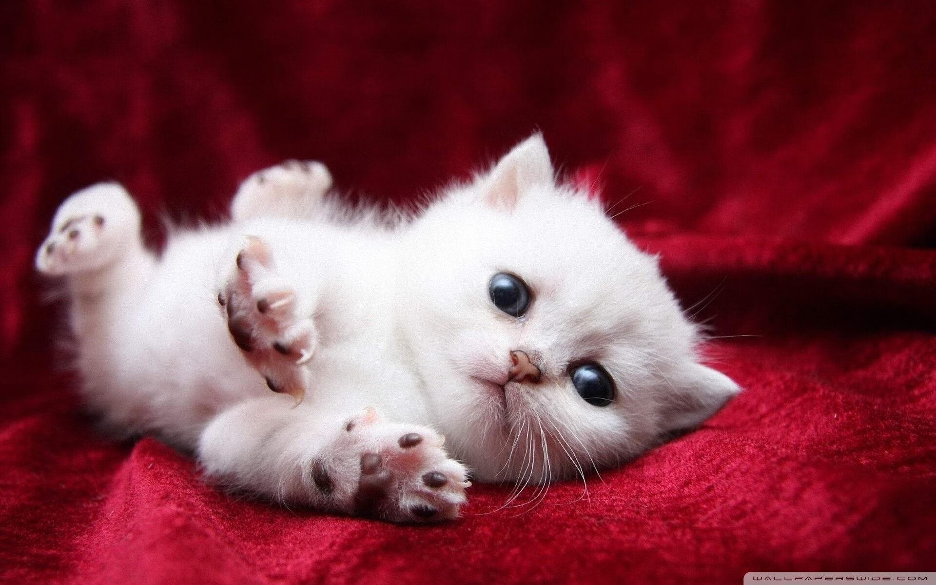 FB体育登录入口-史上最震撼的“金球夜”:那些令人难忘的表演,金球 woc