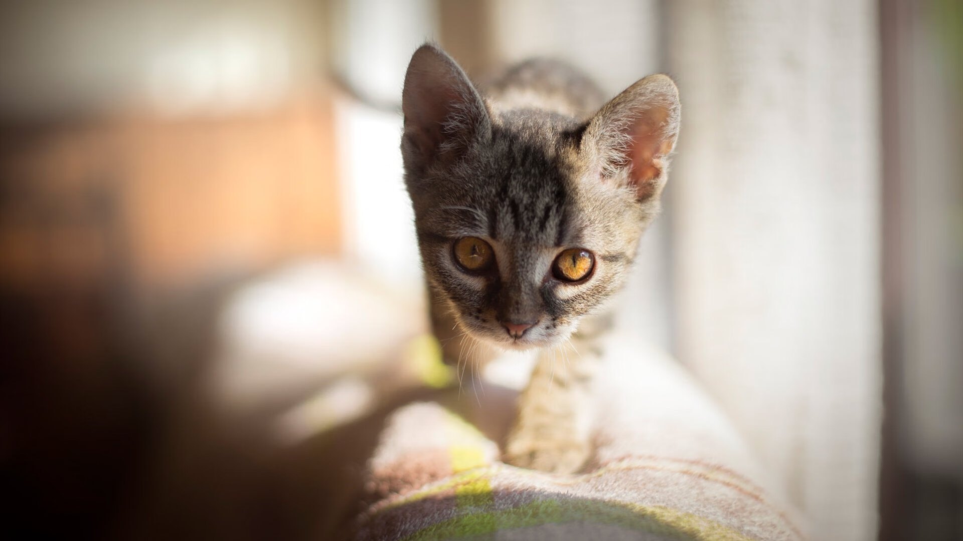 FB体育官网平台-女子长跑全国锦标赛举，新星涌现备受关注，请播放女子长跑运动会