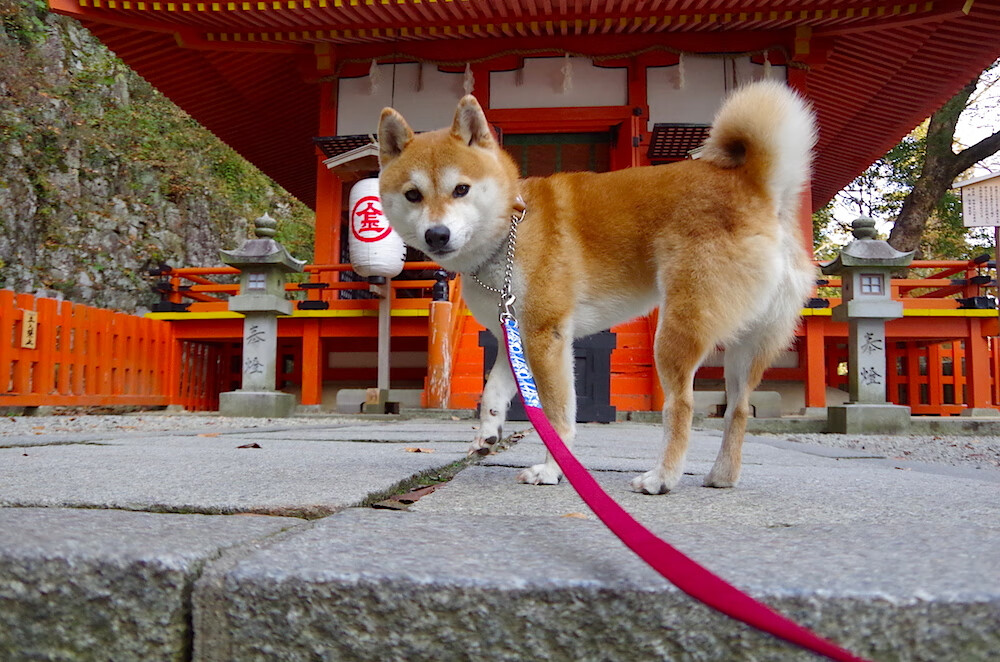 FB体育在线-夺冠秘籍：冠军队伍的战术精髓深度剖析，冠军技巧