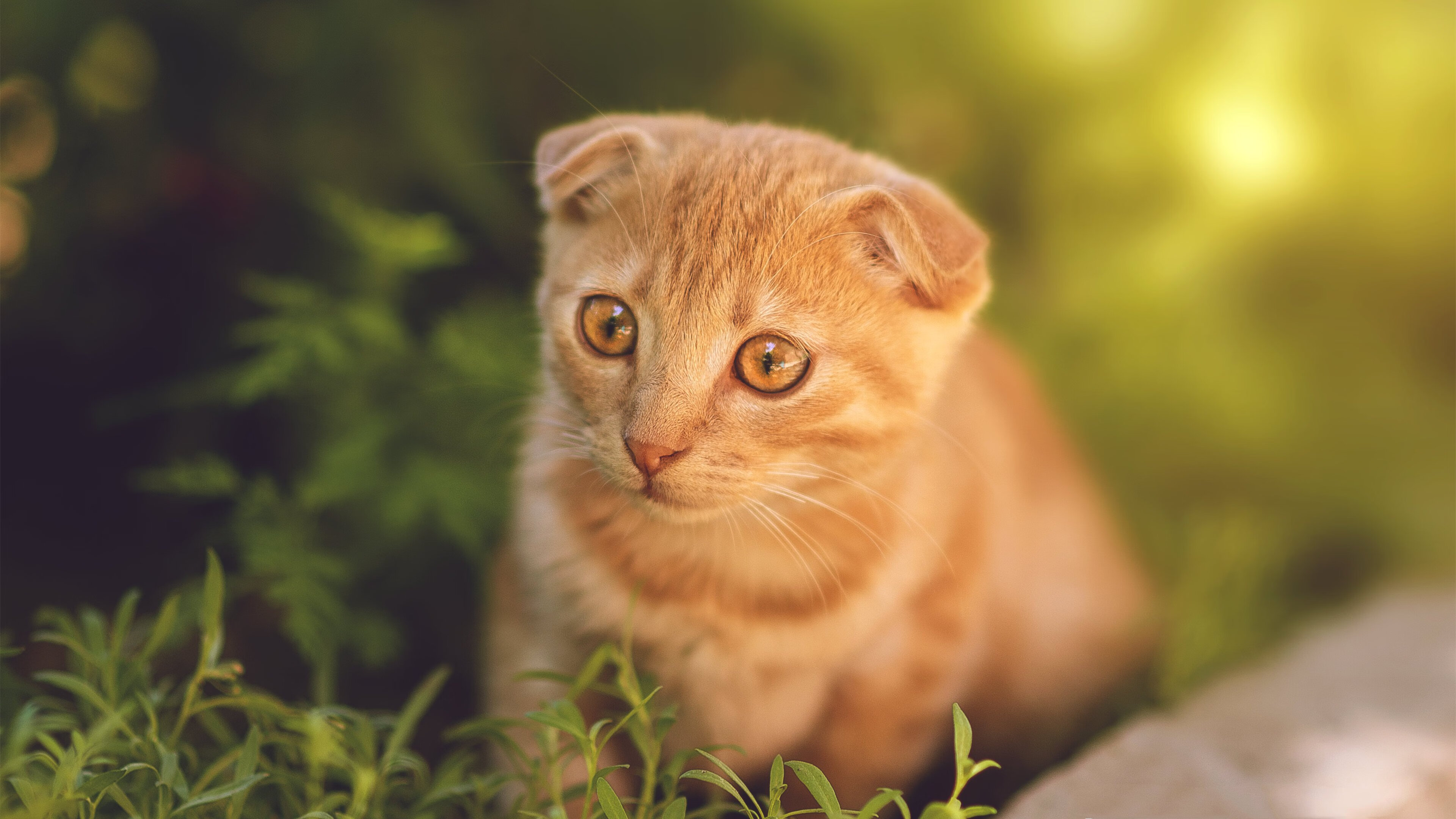 FB体育官方网站-夜跑灯光秀,照亮城市的运动夜晚,夜跑灯实用吗