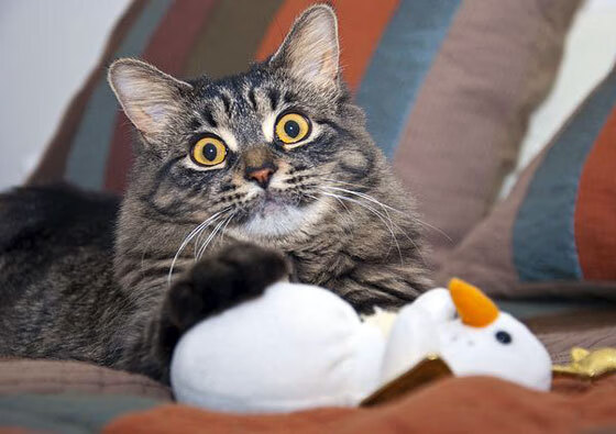 FB体育网页版-德甲策略革新,精彩瞬间频繁,比赛精彩绝伦,德甲解析