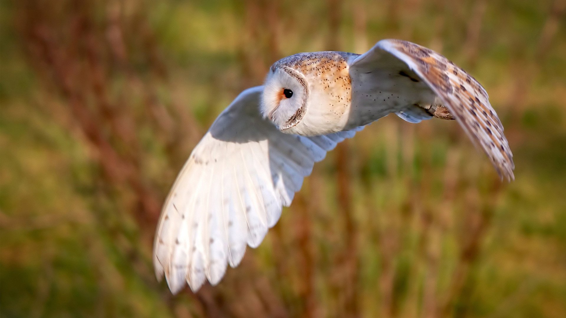 fb体育网址-德甲赛事精彩纷呈,关键扑救有力扭转局面,德甲足球比赛