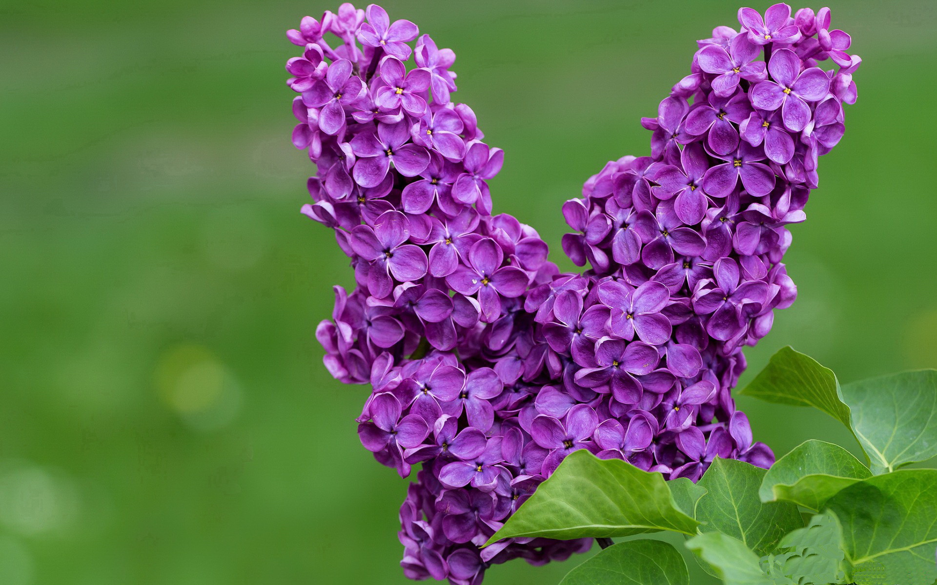 FB体育网页版-日本媒体关注杭州的IT产业和亚运会开幕式创意。,杭州亚运会日本参加吗