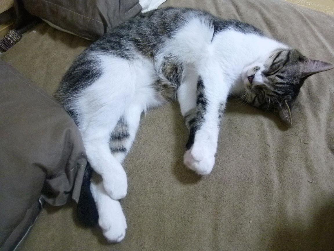 FB体育网站-未来天王:新一代欧冠领军者盘点,欧冠 冠军