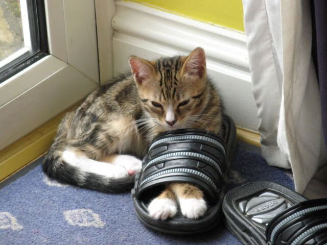 FB体育官方网站-足球分析师岗位成为俱乐部刚需,足球分析师简介