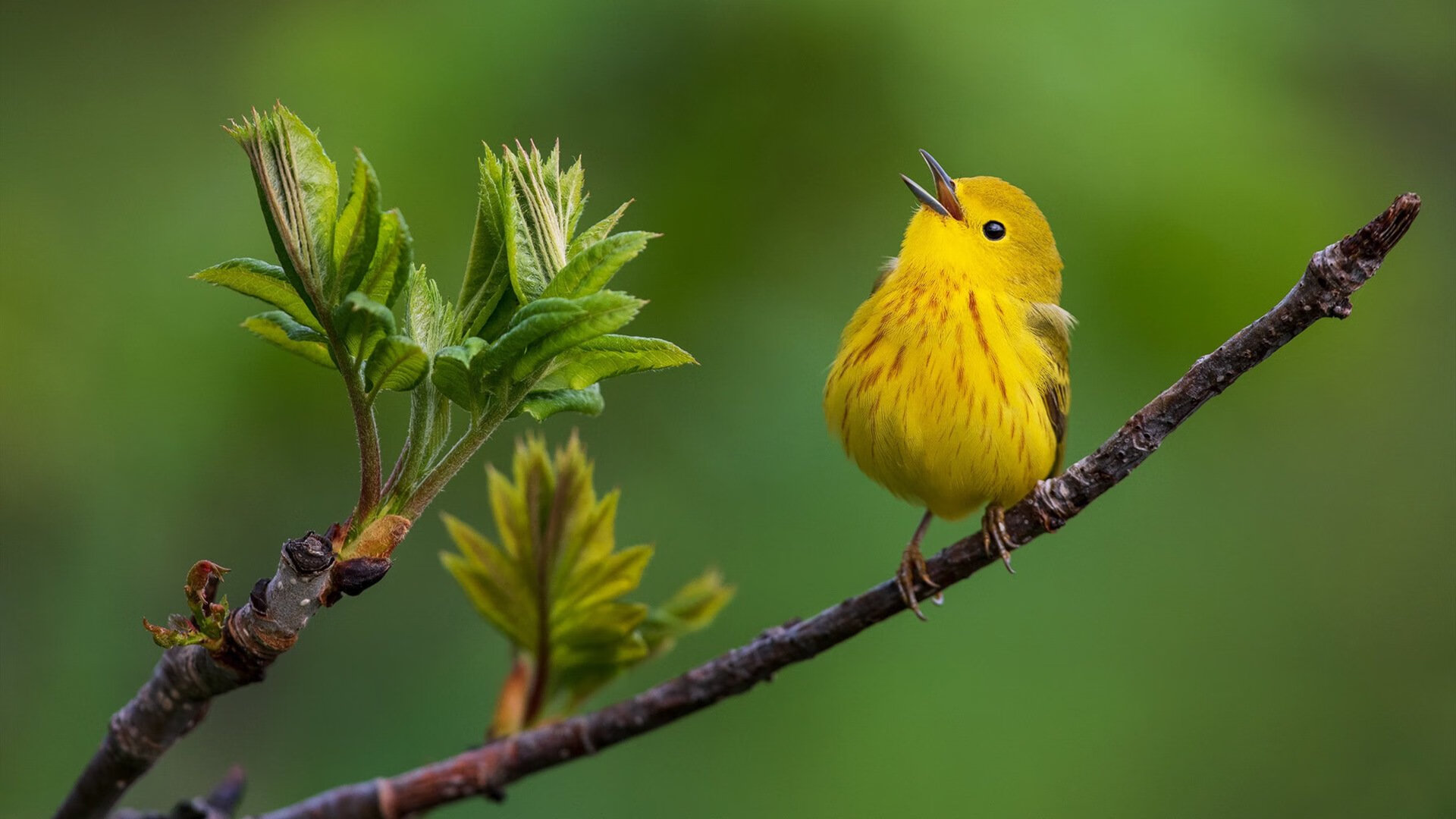 FB体育官方-青训体系优化：提升本土球员比重的有效策略，青训球员标准