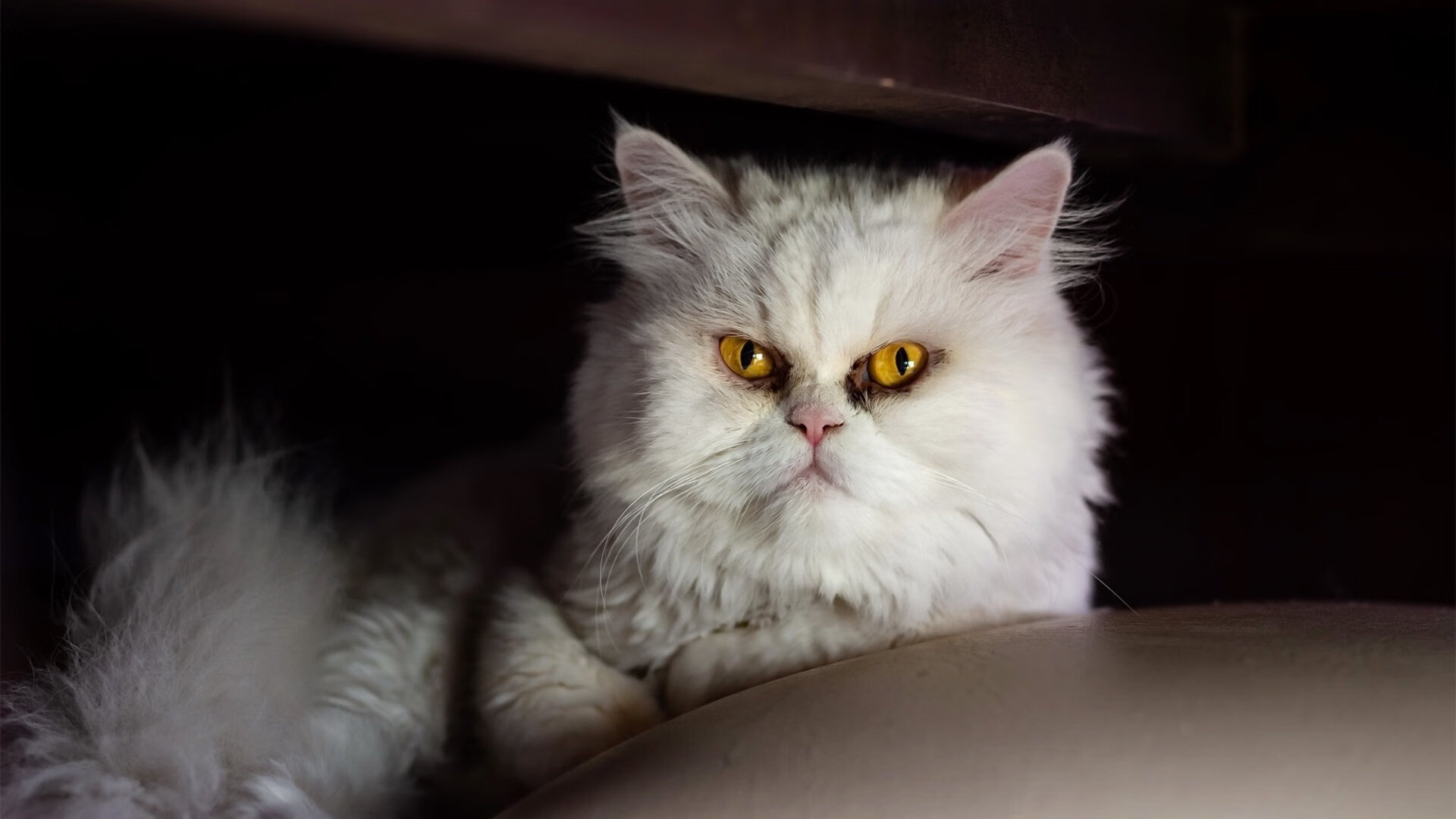 FBSPORTS-四分钟两球逆转法国队，西班牙队晋级欧洲杯决赛，欧洲国家联赛西班牙对法国