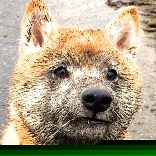 fb体育在线官网-国米连续三场零封对手，国米连续3年小组赛出局