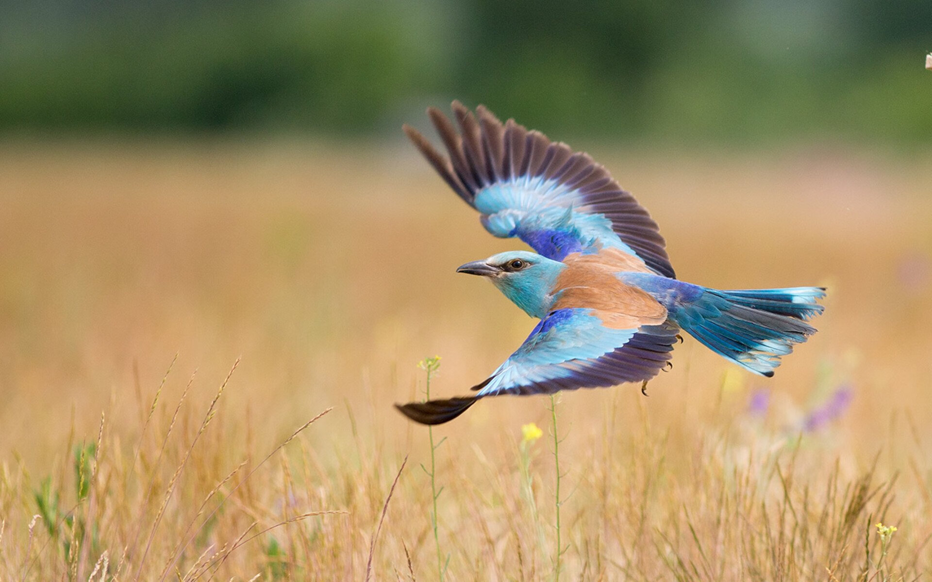 FB体育-意甲球队使用深度学习模型优化中场组织效率，意甲中场球员排名