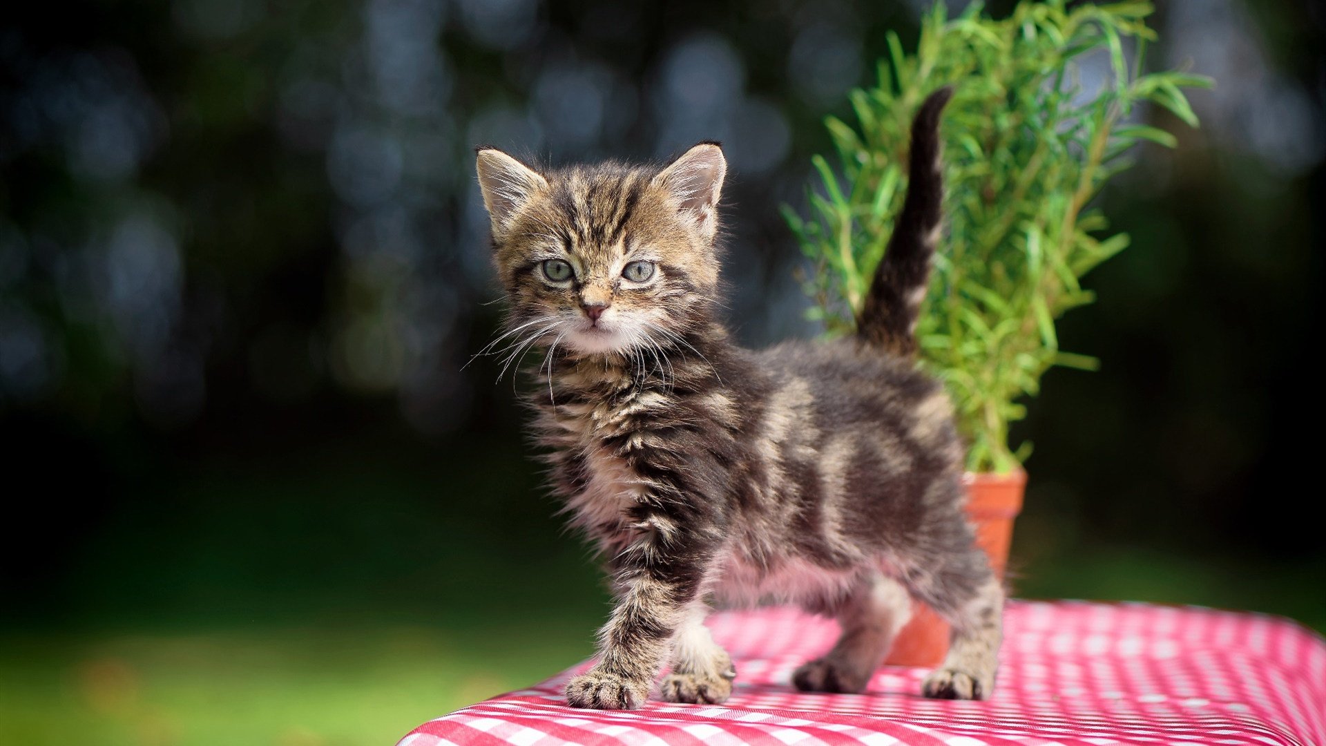 fb体育在线官网-法甲升班马快速适应顶级联赛经验分享,2021西甲升班马是哪几支球队