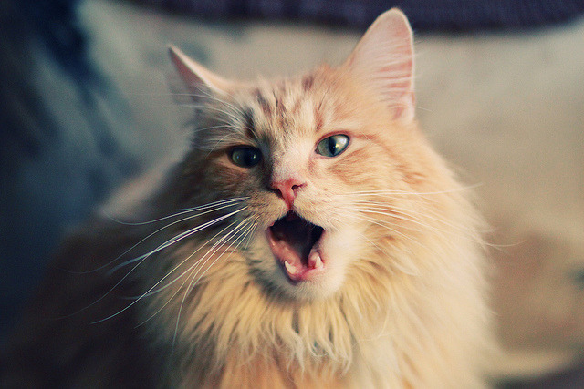 FB体育网页版-中国男篮主力阵容初现雏形新老结合成亮点,中国男篮主力名单